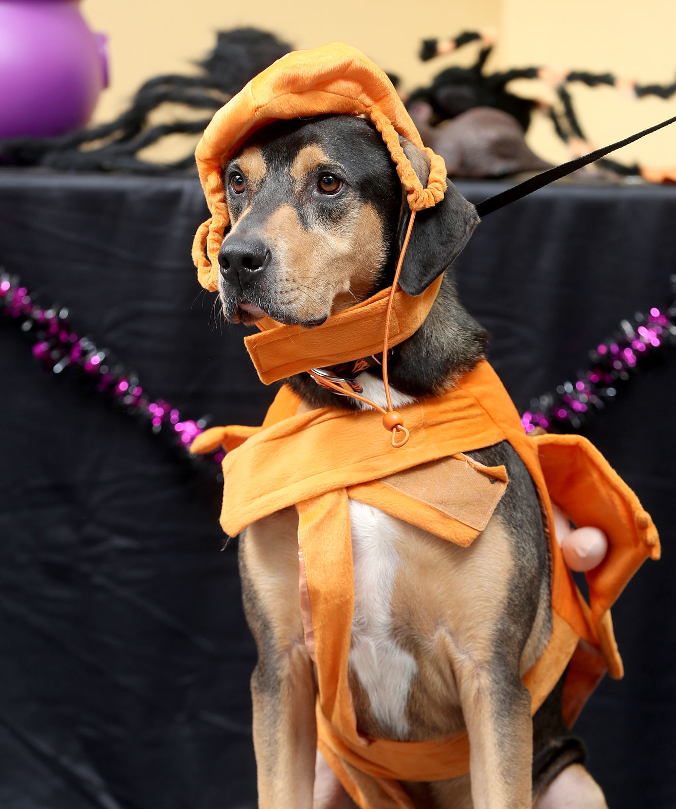 102119bp-dogs-of-halloween-09